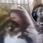Düğünde rezalet… Eski sevgili, gelin ve damada dışkı fırlattı